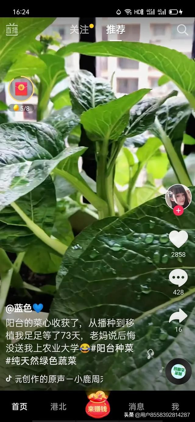 怎么自动刷抖音赚钱